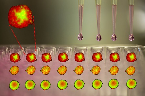 Produktion verschiedener 3D Gewebemodelle durch Ultraschallwellen